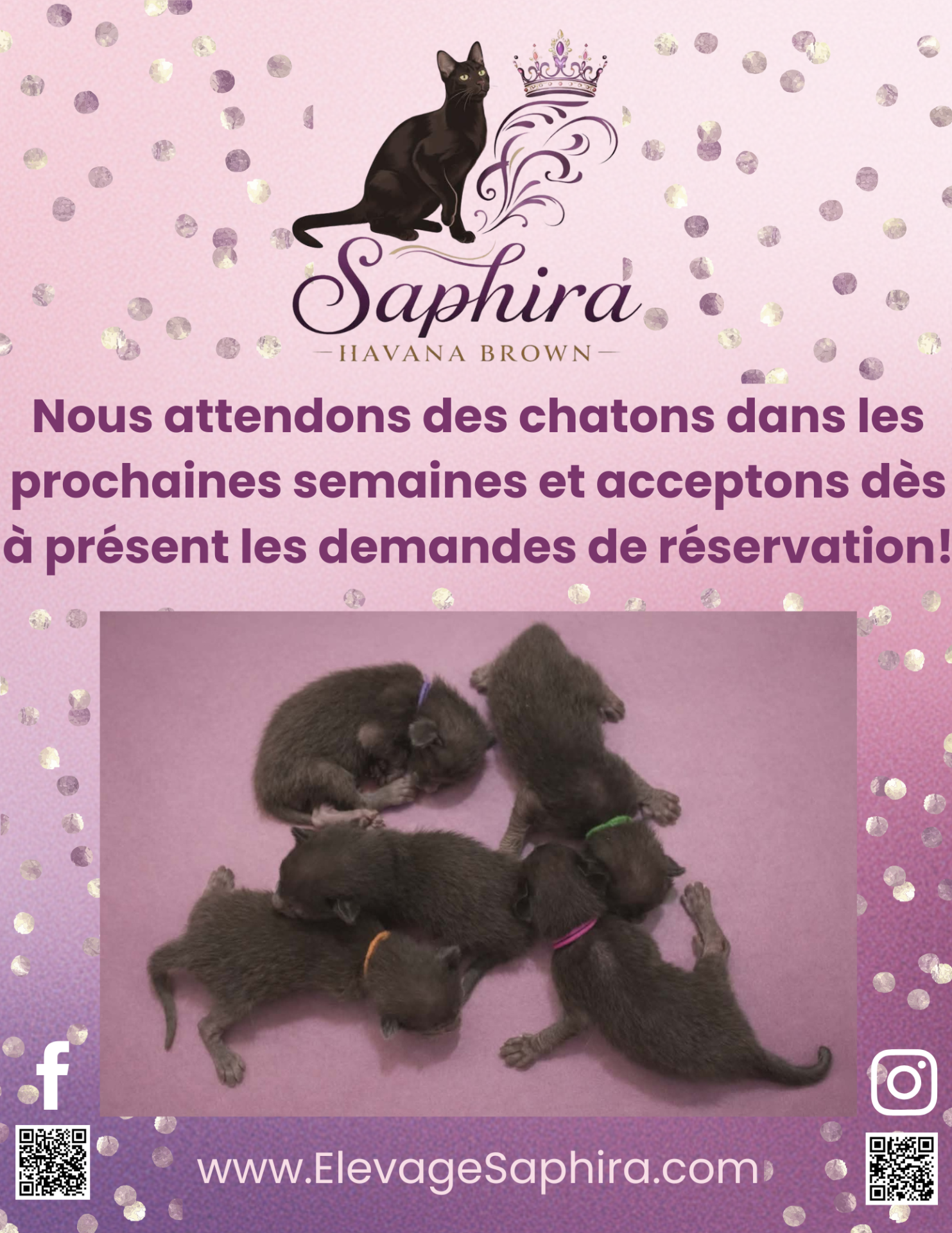 Chatons 2026_FR